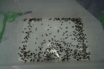 Karadeniz Bölgesinde Kestane Agaçlarini Yok Eden Gal Arisiyla Mücadele Basliyor