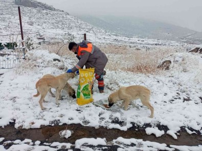 Melikgazi Belediyesi'nden Sokak Hayvanlarina Saglik Bakimi Ve Mama Destegi