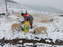 Melikgazi Belediyesi'nden Sokak Hayvanlarina Saglik Bakimi Ve Mama Destegi