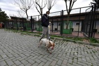 Sahipsiz Ve Yasakli Köpekler Barinakta Koruma Altinda