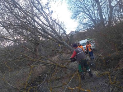 Siddetli Rüzgar Agaçlari Devirdi