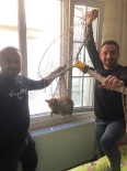 Vatandaslar 6. Katta Mahsur Kalan Kediyi Kurtardi