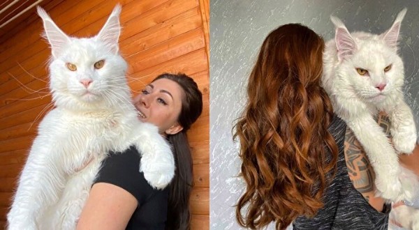 Görenler dönüp bir daha bakıyor! 12,5 kiloluk 'Kefir'