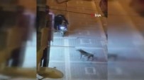 Basibos Pitbull'un Saldirdigi Vatandas Arabanin Üstüne Çikarak Kurtuldu