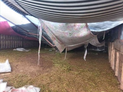 Kar Nedeniyle Çöken Agilda 28 Küçükbas Hayvan Telef Oldu