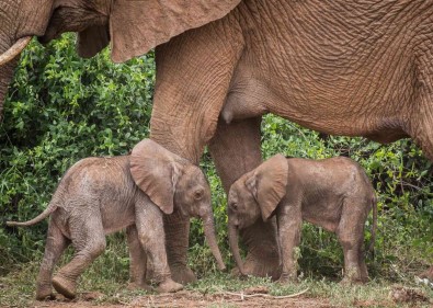 Kenya'da Nadir Olay Açiklamasi Fil Ikiz Dogurdu