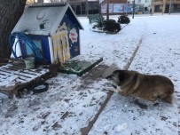 Sokak Hayvanlarinin Mama Ve Su Kaplari Buz Tuttu