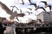 Yalova'da Martilarin Simit Kapma Yarisi Renkli Görüntüler Olusturdu