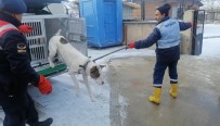 Yasakli Irk Köpek Besleyene 29 Bin Lira Ceza Uygulandi