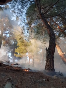 Balikesir'de Orman Yangini Büyümeden Söndürüldü