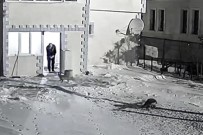 Emniyet Bahçesinde Yiyecek Arayan Tilkileri Elleriyle Besliyor