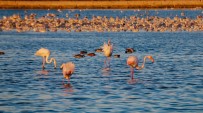 Istanbul'da Göç Etmeyen Flamingolar Kisin Görüntülendi
