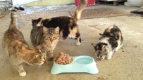 Kahramanmaras'ta Sokak Hayvanlarina Mama Destegi