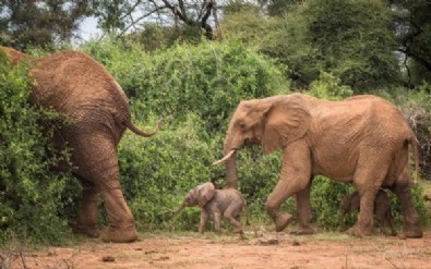 Kenya'da eşine az rastlanan olay! Fil ikiz doğurdu