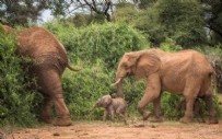 Kenya'da eşine az rastlanan olay! Fil ikiz doğurdu