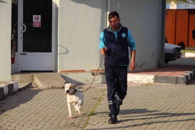 Manisa'da Barinaktaki Yasakli Irk Köpeklerin Sayisi 240'A Ulasti