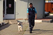 Manisa'da Barinaktaki Yasakli Irk Köpeklerin Sayisi 240'A Ulasti
