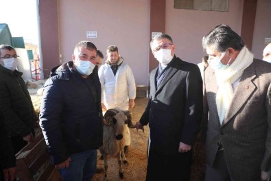 Tokat'ta 91 Yetistiriciye Yüzde 75 Hibeli Koç Destegi