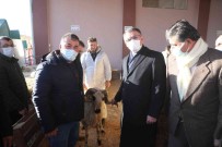 Tokat'ta 91 Yetistiriciye Yüzde 75 Hibeli Koç Destegi