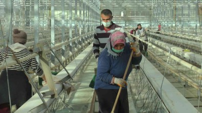 Jeotermal Seralar Sezona Hazirlaniyor