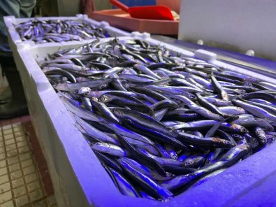 Karadeniz'de Hamsi Yeniden Tezgahta