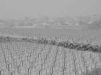 Sarigöl'ün Üzüm Baglari Kar Altinda Kaldi