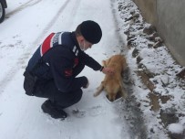 Vali Sildak'tan Sokak Hayvanlari Için Çagri