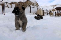 Yagan Kara En Çok Sevinen Onlar Oldu