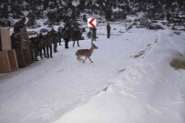 Antalya'da Yakalanan 7 Yaban Keçisi, Karanlikdere Kanyonu'nda Dogaya Birakildi