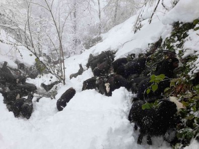 Artvin'de Besicilerin Zorlu Kis Mesaisi