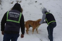 Serdivan Belediyesi Sokak Hayvanlarini Yalniz Birakmadi Haberi