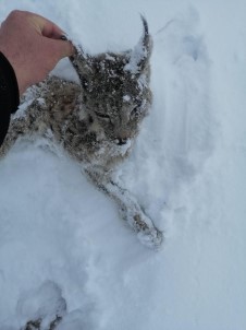 Tufanbeyli'de Vasak Donarak Öldü