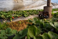 Çilek Seralarinda Don Tehlikesine Karsi Sobali Önlem