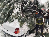 Kar Yagisina Dayanamayan Agaç, Otomobilin Üzerine Devrildi