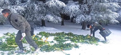 Yaban Hayatina 15 Ton Yem Birakildi