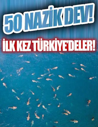 50 Nazik dev! Türkiye'de ilk kez görüntülendi...