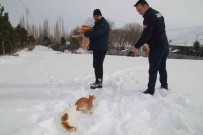 Bünyan Zabitasi Yaban Hayvanlarina Yem Birakti Haberi