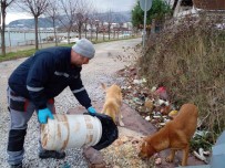 Çinarcik'ta Sokak Hayvanlarina Mama Birakildi Haberi