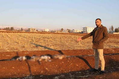 Basibos Köpekler Kazlarini Telef Etti, Köpekleri Toplamayan Silopi Belediyesine Tepki Gösterdi