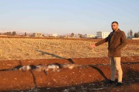 Basibos Köpekler Kazlarini Telef Etti, Köpekleri Toplamayan Silopi Belediyesine Tepki Gösterdi