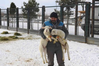 Hayvanat Bahçesi Sakinlerine Kisa Özel Bakim