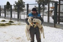Hayvanat Bahçesi Sakinlerine Kisa Özel Bakim