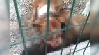Kafesi Parçalayan Pitbull Baska Bir Köpegi Bogarak Öldürdü