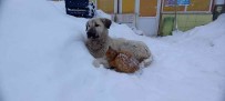 Kedi, Kar Yagisindan Korunmak Için Köpege Sigindi Haberi