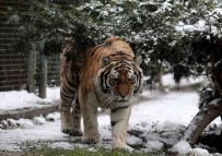 (Özel) Kar Altinda Hayvanlarin Kartpostallik Görüntüleri