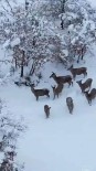 Aç Kalan Geyikler Mahallelere Indi