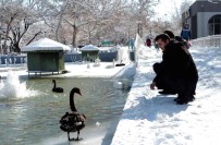 Buz Tutan Havuzda Kugularin Renkli Görüntüleri