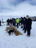 Dondurucu Soguklarda Sokak Hayvanlari Unutulmadi