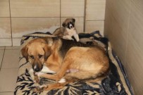 Elazig Belediyesi Hayvan Hastanesi Ve Bakim Evinde 5 Binin Üzerinde Hayvan Tedavi Edildi