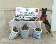 Jandarma Zehir Tacirlerine Geçit Vermedi